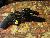 FS: Dan Wesson