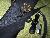 FS: Black Crickett My First Rifle Single Shot .22 w