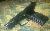 FT: Bersa Thunder HC 9